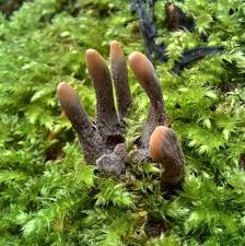 Image result for Xylaria polymorpha