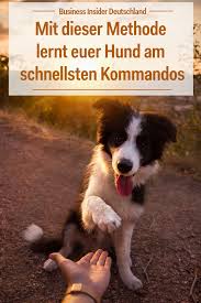 Studie Mit Dieser Methode Lernt Euer Hund Am Schnellsten Kommandos Hunde Verstehen Hunde Hunde Welpen Erziehung