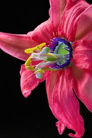 Pin On Flowers