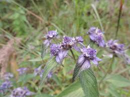 Image result for Haumaniastrum speciosum