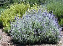 Well you're in luck, because here they come. Lavandula Viridis Yellow Lavender