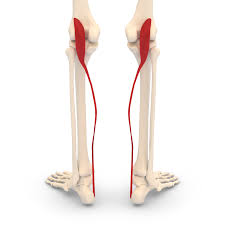 Superficial digital flexor tendon injury. Plantaris Muscle Wikipedia