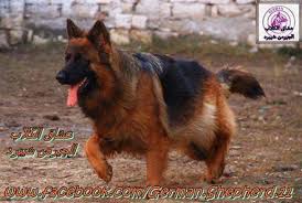 Participate in fun, engaging tournaments with special rules. ÙƒÙ„Ø§Ø¨ Ø¨Ù„Ø§Ùƒ Ø¬Ø§Ùƒ Posts Facebook