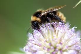 Image result for Bombus campestris