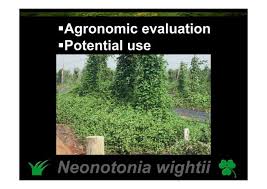Image result for Neonotonia