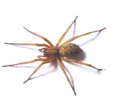 304 1st ave s kent, wa 98032 abd. Aaa Pest Control 304 1st Ave S Kent Wa Pest Control Mapquest