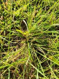 Image result for Eragrostis plana
