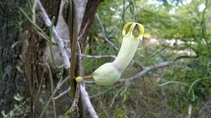 Image result for Ceropegia arenarioides
