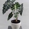 Alocasia 'black velvet' is a rare beast indeed. Https Encrypted Tbn0 Gstatic Com Images Q Tbn And9gcrf9fohivyij Rrvabpdhw5etv3yrzfe7po Zd5jrsdkui0we7h Usqp Cau