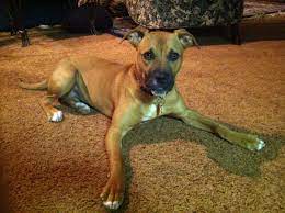 There's just this negative to buy a rhodesian ridgeback pitbull mix you will be looking at paying around $1500. Rhodesian Ridgeback Pitbull Mix Puppy Off 68 Www Usushimd Com