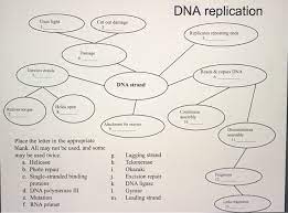 Dna Replication Uses Light Cut Out Damage 2 1 Chegg Com