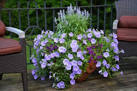Hardy Balcony Plants Planting And Care Tips Decor Ideas For You 2018 Garten Pflanzen Winterharte Balkonpflanzen Kubelpflanzen