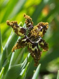Image result for Ferraria
