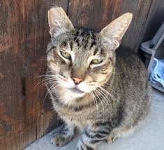 Next they are vaccinated and eartipped. Veterinary Medical Associates Why Is My Cat Spraying
