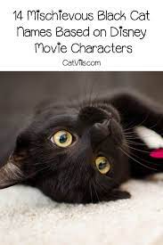 Famous black cat names salem (sabrina the teenage witch) binx (hocus pocus) felix (felix the cat) 14 Mischievous Black Cat Names Based On Disney Movie Characters Disney Pet Names Disney Cat Names Cat Names