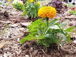 Marigolds will grow best in sandy or loamy soil. How To Plant Grow And Care For Marigolds Gardener S Path