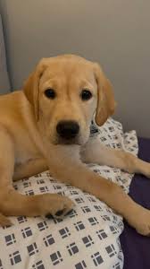 Active puppy peeing frequently, seeking vet advice