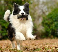 (ok, please don't name your dog gretch.) let your dog's unique physical characteristics guide your naming choice. 110 Powerful Names For Energetic Dogs From Chipper To Zipper Pethelpful