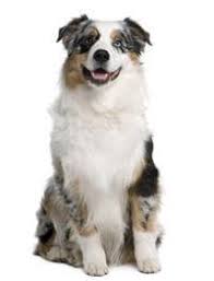 The mini australian shepherd is an australian shepherd in a smaller package. Australian Shepherd Small Medium And Big Dog Breeds Pedigree Uk