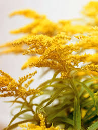 Gestalten sie mit diesen tipps ihren ganz individuellen weißen garten! Fur Balkon Und Garten Gelbe Blumen Und Pflanzen Brigitte De