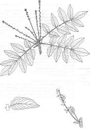 Image result for Brucea antidysenterica