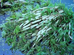 Image result for Neptunia oleracea