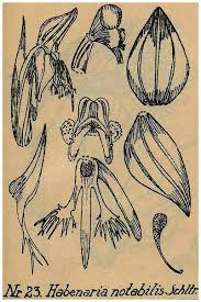 Image result for Habenaria macrura