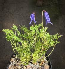 Image result for Kedrostis leloja