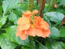Pooja Flowers And Dasa Pushpams Flowers Indian Flowers Planting Flowers