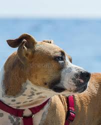 From last many years, the most common pet animal to rely on for safety purposes are guard dogs. Beautiful Young Boxer On The Beach Stock Image Image Of Muzzle Families 113630419