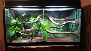 Love The Wood In This Green Tree Python Enclosure But Would Have More Greenery Esp To Cover Up Where The Wood Is Set Up O Pet Snake Green Trees Pet Enclosure