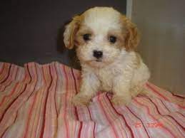 Teacup Cavapoo Furry Friend Pup Cavapoo