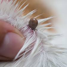 What does a tick look like in a dog? Preventing Ticks Pdsa