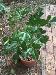 Image result for Cussonia arenicola