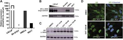 Vietmap c62 được trang bị camera trước với độ phân giải super hd 2k kết hợp cùng camera sau full hd 1080p và cảm biến hình ảnh sony, ghi lại toàn bộ hành trình xe trước sau rõ nét cùng với thông tin tốc độ. Genes And Pathways Regulated By Androgens In Human Neural Cells Potential Candidates For The Male Excess In Autism Spectrum Disorder Biological Psychiatry