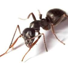 Learn the facts about softball recruiting in south elgin, il. Proactive Pest Management Home Facebook
