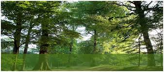 We are a premium tree service , monmouth county nj, including tree removal, tree trimming, and pruning, tree cutting, stump removal service company serving areas around howell township, freehold, manalapan, marlboro, tom river and all of monmouth county, new jersey. Corona Tree Service Llc Tree Removal Lakewood Nj