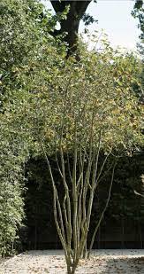 pin op planting design