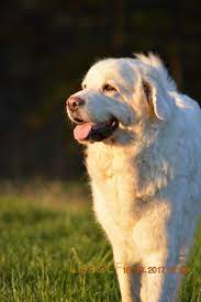 pin on polish tatra sheepdogs owczarek podhalanski