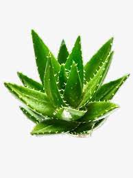 Aloe Green Beauty Aloe Vera Gel Png Transparent Image And Clipart For Free Download Aloe Aloe Vera Gel Aloe Vera