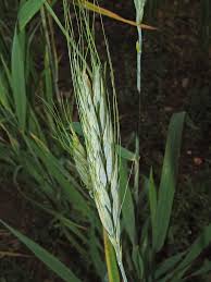 Image result for Danthoniopsis viridis