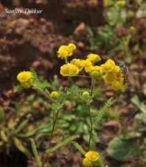 Image result for Grangea anthemoides