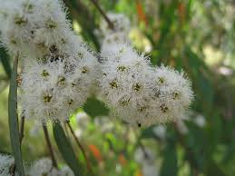 Check out our eucalyptus radiata selection for the very best in unique or custom, handmade pieces from our essential oils shops. Eucalyptus Narrow Leaved Peppermint Gum Hello Hello Plants Garden Supplies