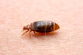 25 Natural Home Remedies For Bed Bugs - Sleep Advisor