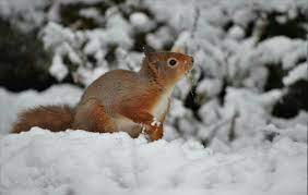 Different Types Of Squirrels Animal Facts Blog Squirrel Flying Squirrel Pet Animal Facts