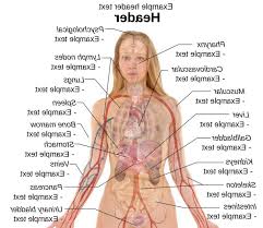 This diagram depicts female anatomy organs diagram with parts and labels. Ironicno Hudi Se Stirikrat Girl Body Ogans Garyubben Net