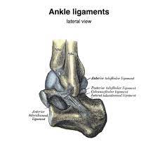 Anterior Talofibular Ligament Radiology Reference Article Radiopaedia Org