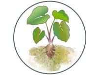 First Foods Storytime: Kalo