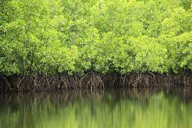 However, it is said that mangrove cover in malaysia has declined by 30 per cent over the past five decades from 800,000 hectares in the 1950s. Mangrovenwalder In Malaysia 2021