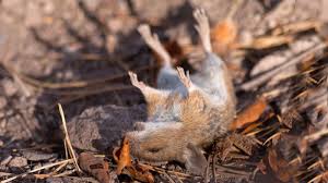 Once the animal dies, its body will start to decompose. How To Get Rid Of A Dead Mouse Smell From Your House Car Or Garage